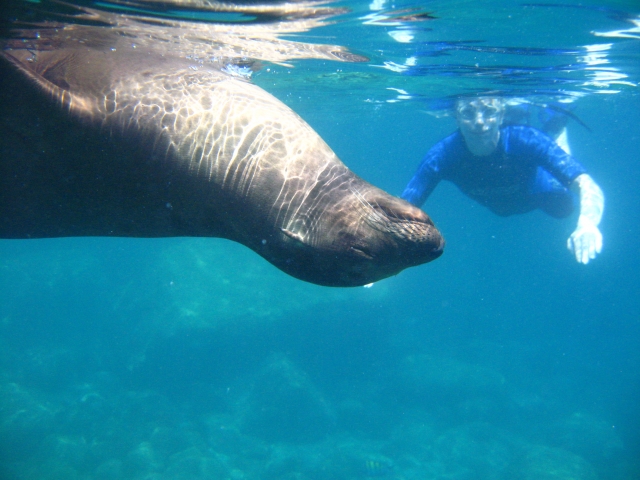 Snorkel con leones marinos